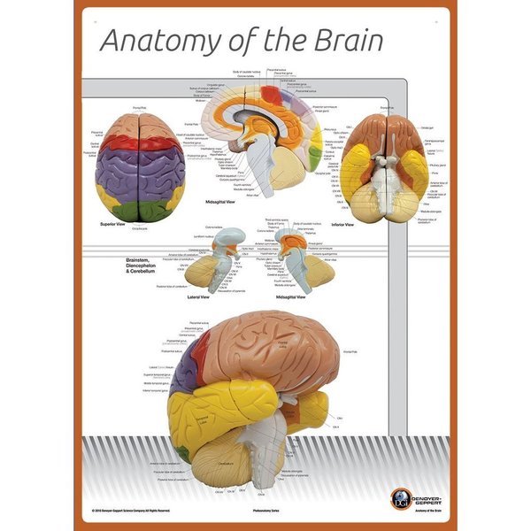 Denoyer-Geppert Charts/Posters, Poster Size Brain Anatomy Chart LABELED 7170-08L